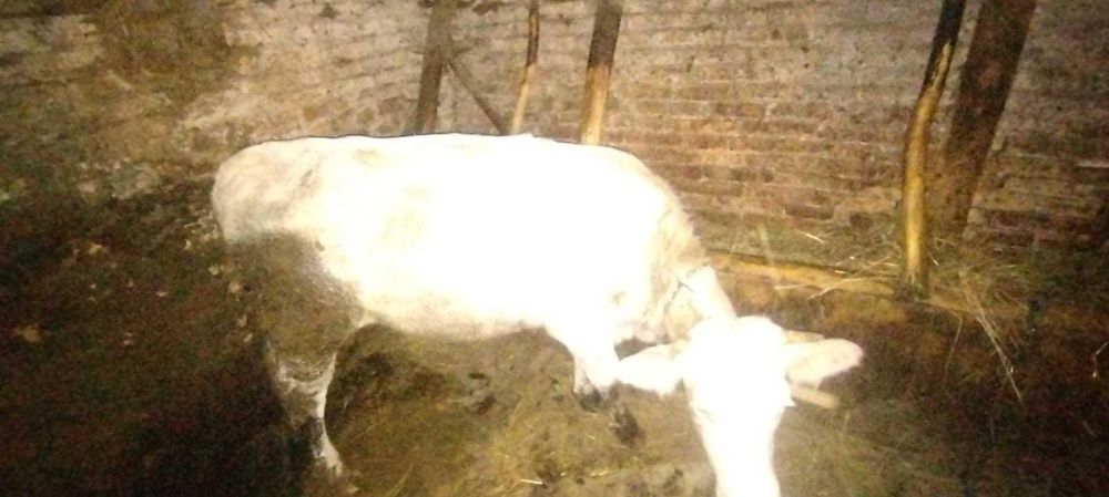 Junincă  si tăuraș