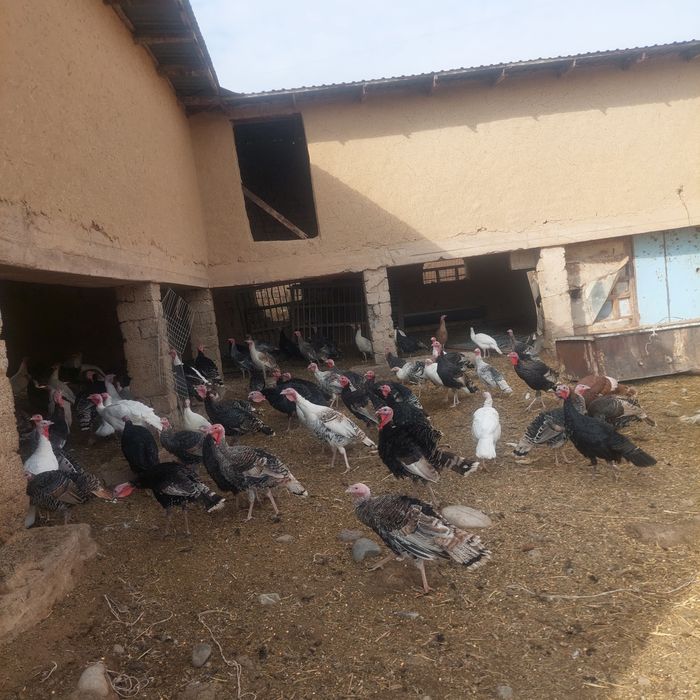 Kurakalar sotiladi Tuxum qoʻyiwi bowlagan