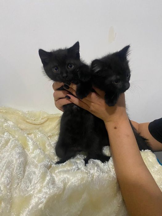 Отдам двух котят в хорошие руки