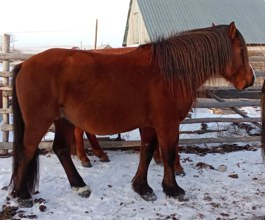 Айғыр сатылады .