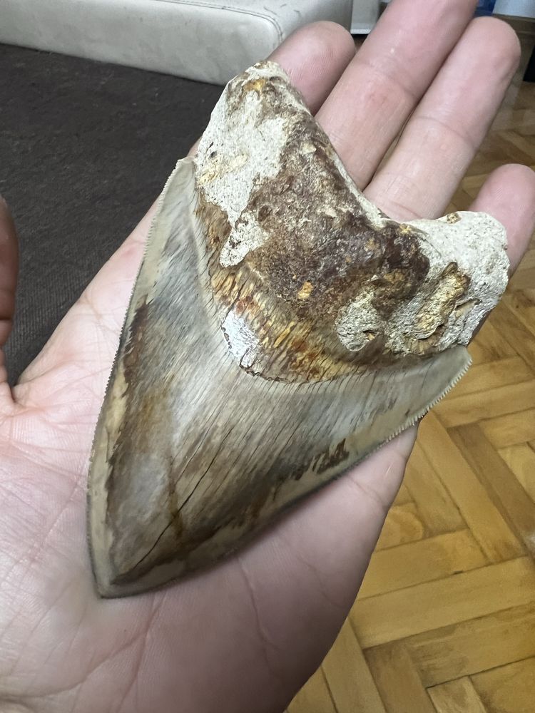 Dinte megalodon foarte vechi