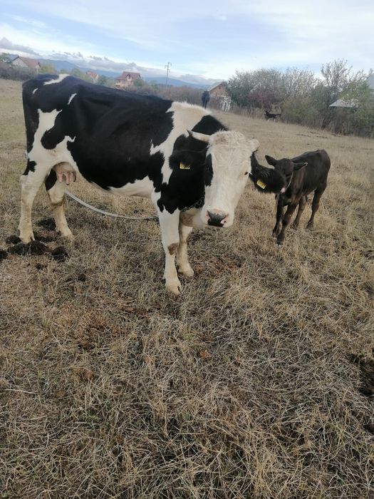 Vând vaci și vițele