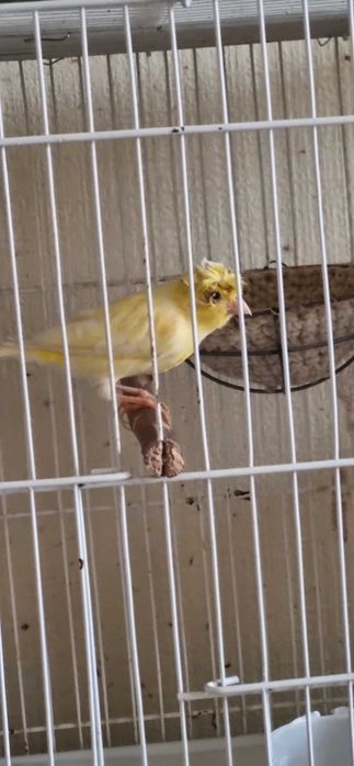 Чубатый самец 10 мес., очень красиво и нежно поёт