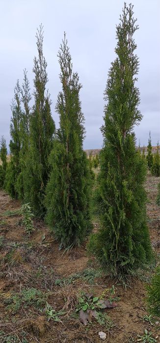 Tuia smaragd 125-200 cm perfect aclimatizați