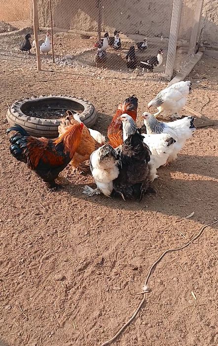 Брама товук хурозлар сотилади