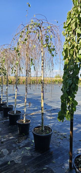 Platan- Tei de floare - Catalpa globulara- Mesteacan