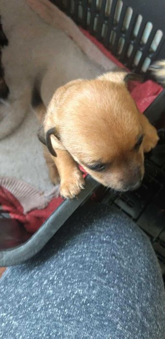 Дребни кученца пазачи