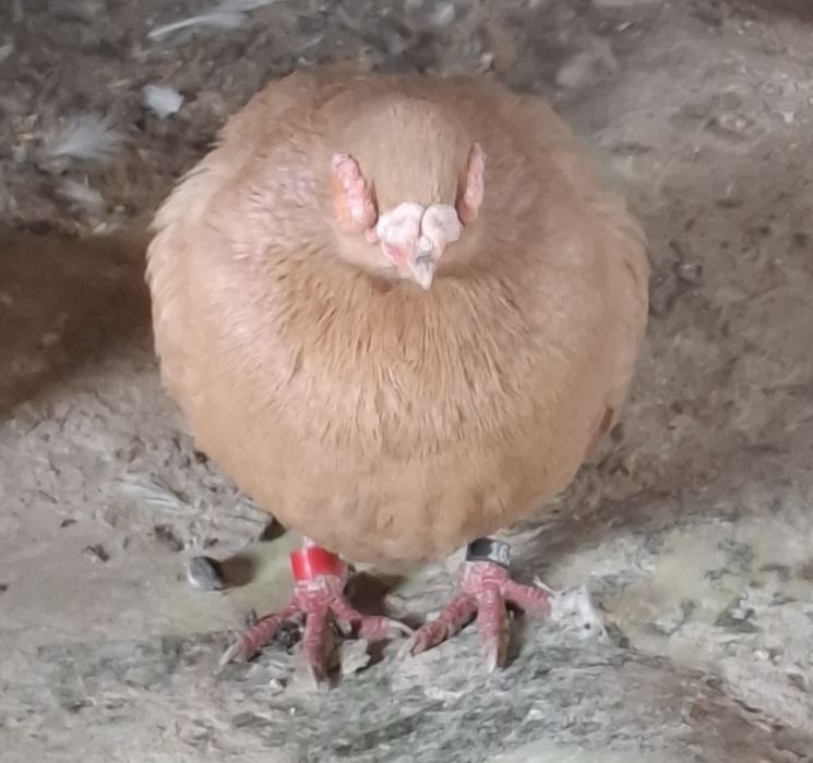 Porumbei carunculati de Oradea