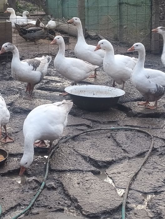 Vând familie de gâște