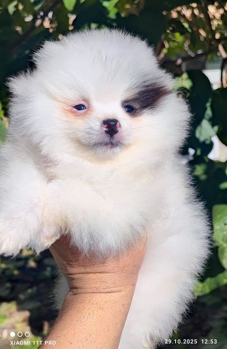 Померан померанче