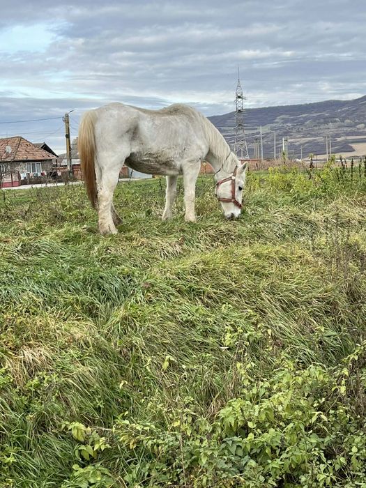Vând iapa de abator