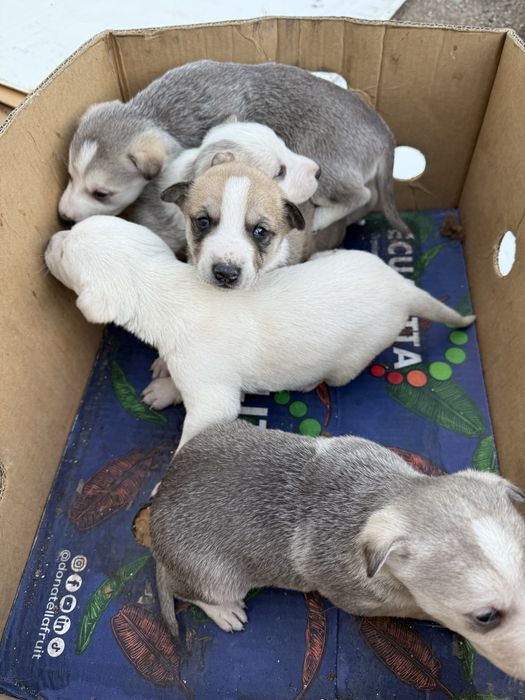 Щенки ищут дом , бесплатно