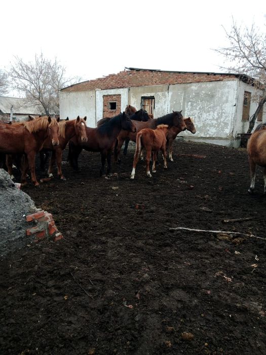 Жеребята от 4 до 6 месяцев