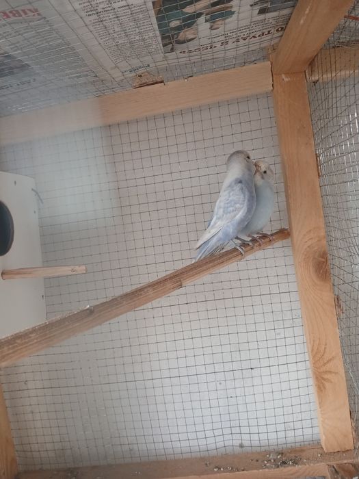 Popugaylar sotiladi soglom tayyor paralar