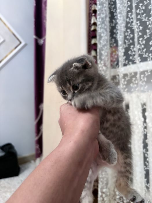 мысык сатылады