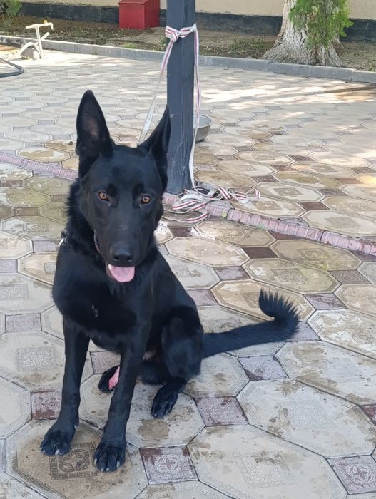 Немецкая овчарка 1 жас