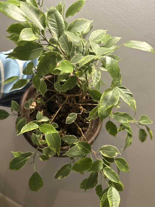 Фикус робуста 5500 тг