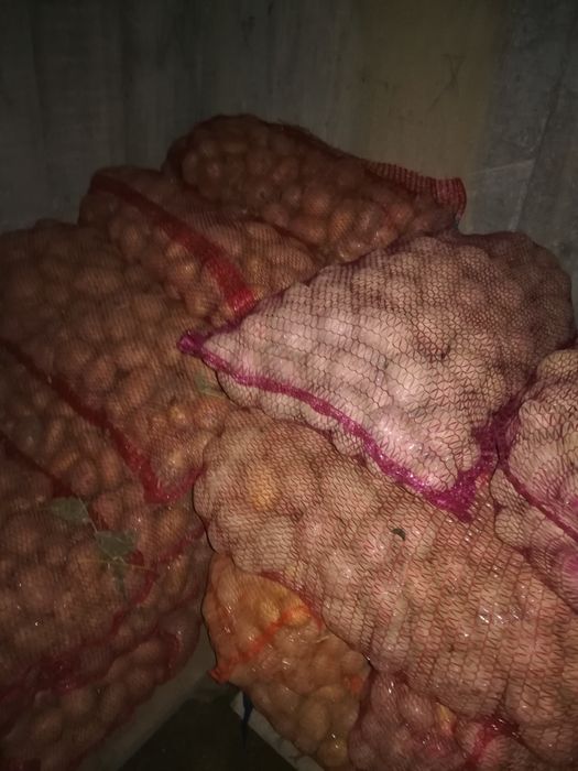 Vând, schimb, Cartofi de consum, sămânță, animale