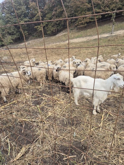 Vând oi țurcane si mioare