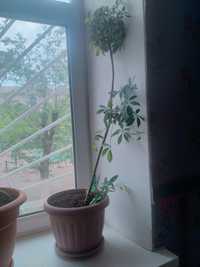 Шеффлера - комнатное растение