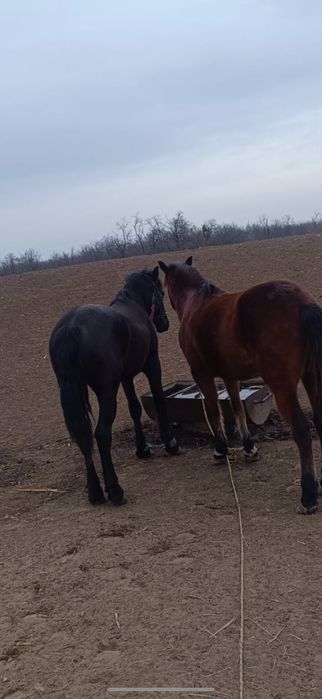 Vând cal metis frizian