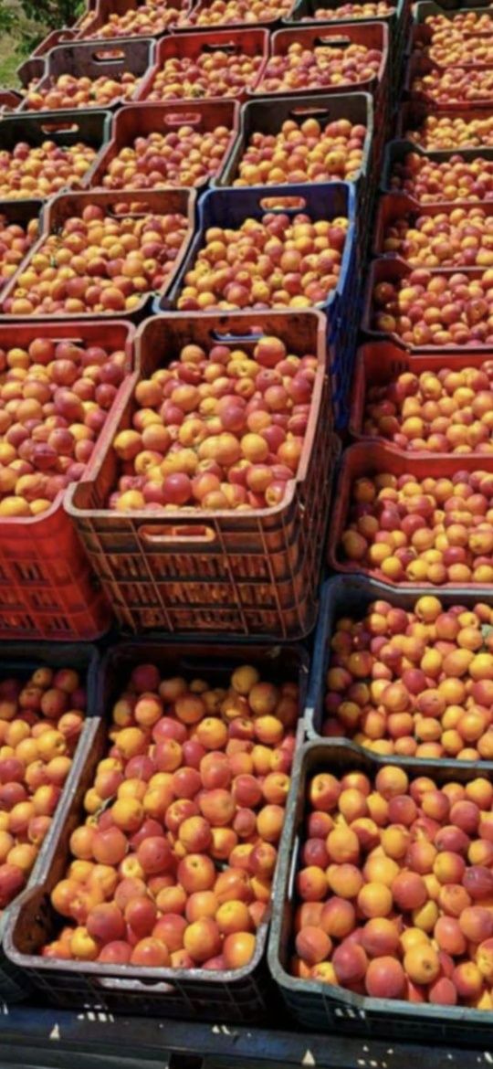 Fructe caise pentru băuturi spirtoase tradiționale super coapte!