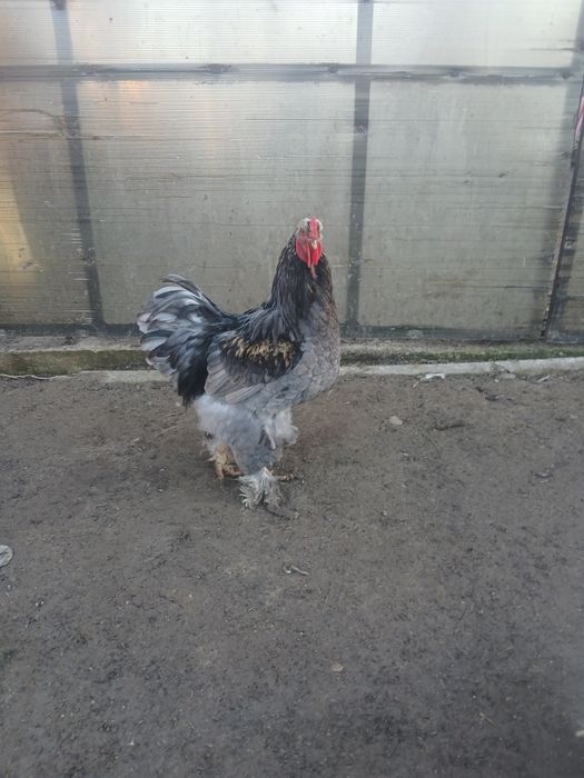 Vând cocoși tineri