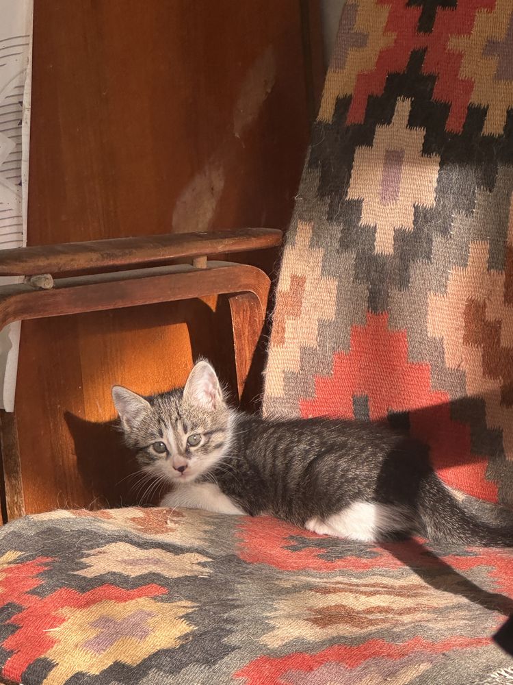 Отдам котят в хорошие руки
