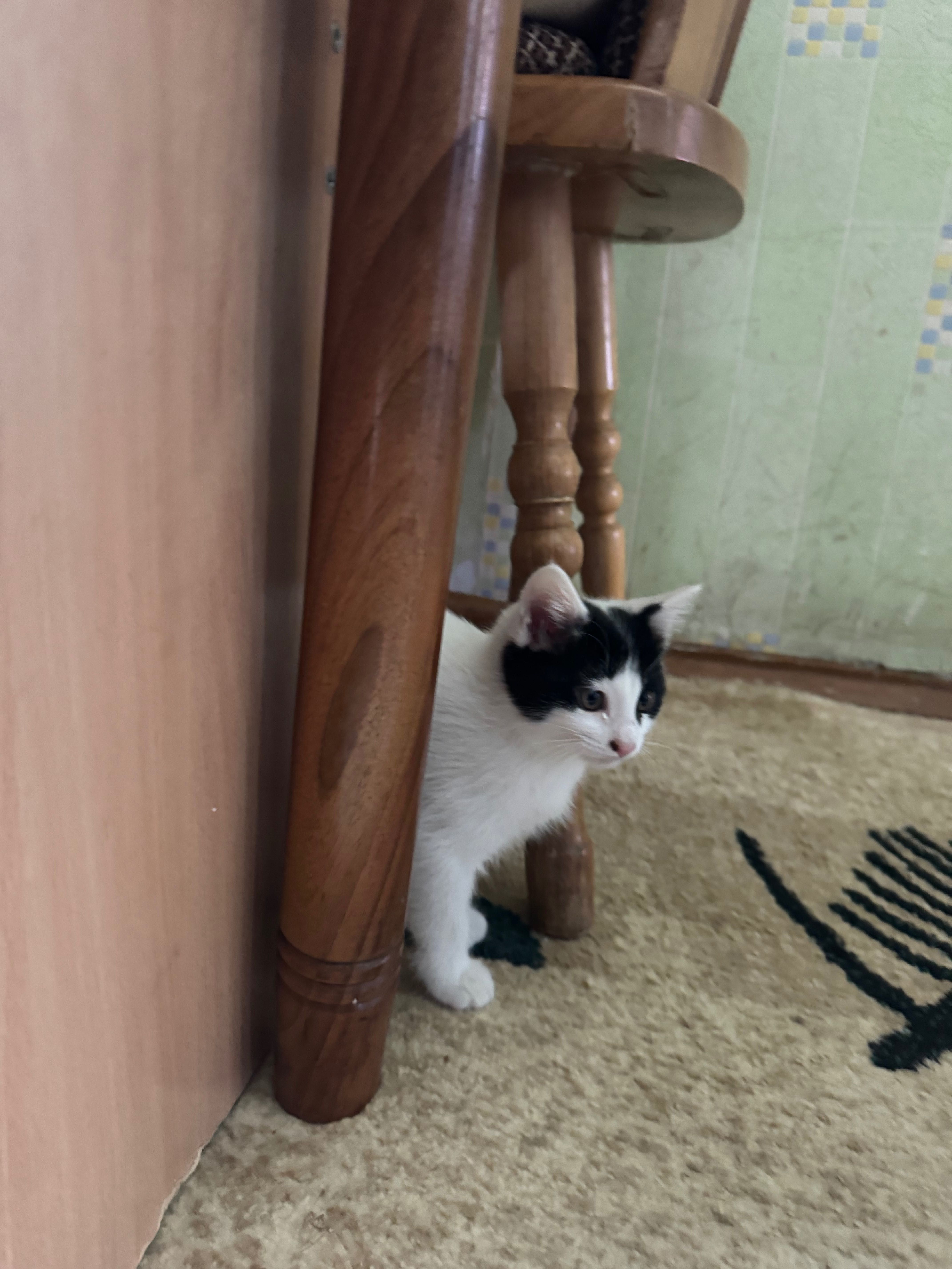 Отдадим котят бесплатно в добрые руки