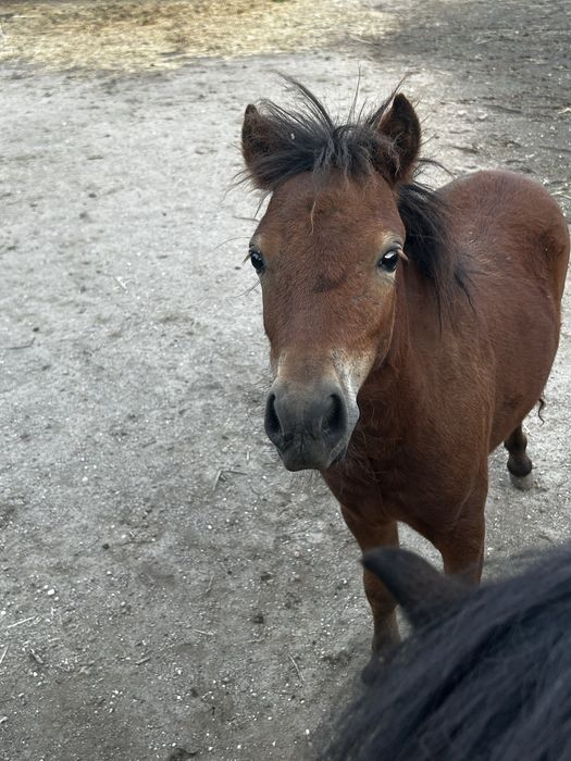 Ponei, varsta 6 luni