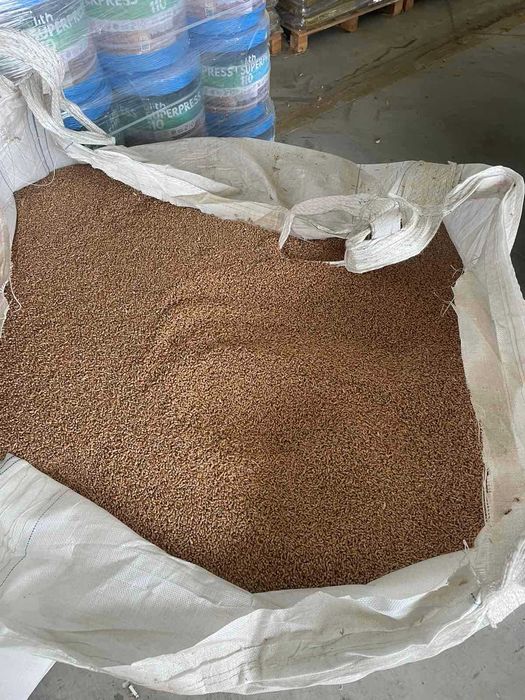 Семе пшеница сорт Лазур