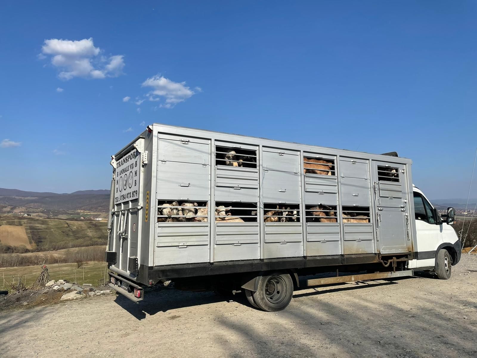 Transport animale vii autorizat Moldova Muntenia Dobrogea