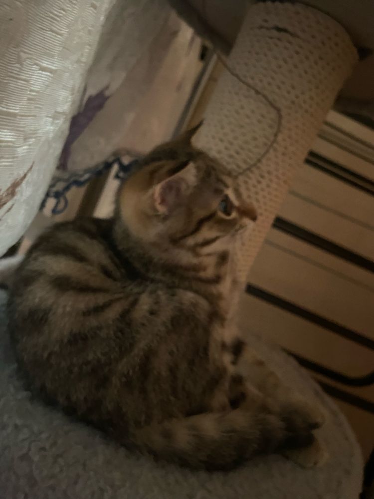 Продаются шотландские котята