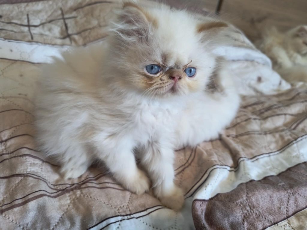 Химайски персийски котета