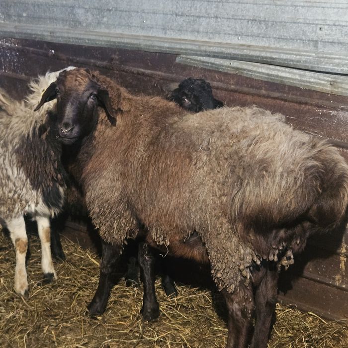 Продам крупного барана на племя