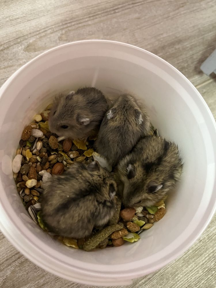 Pui de hamsteri pitici