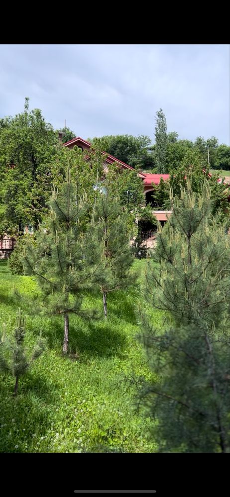 dacha sotiladi 30 sotixli o’zimizni joy to’liq malumot tel orqali