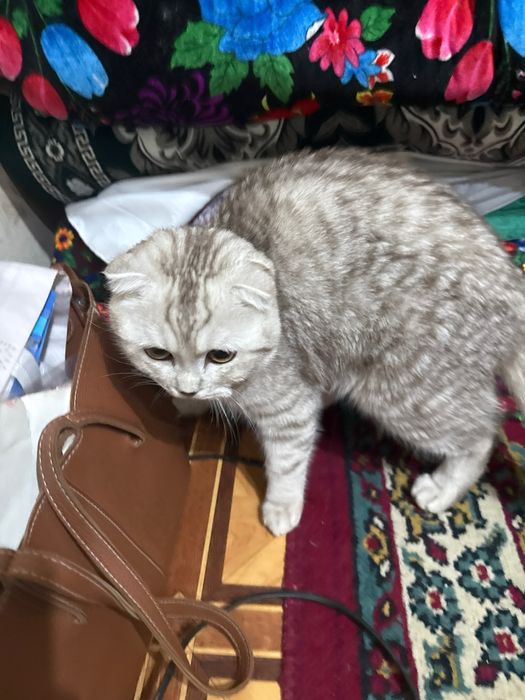 Продаётся кот скотишфолд 6 месяц очен любить играт приучена к лотку сп