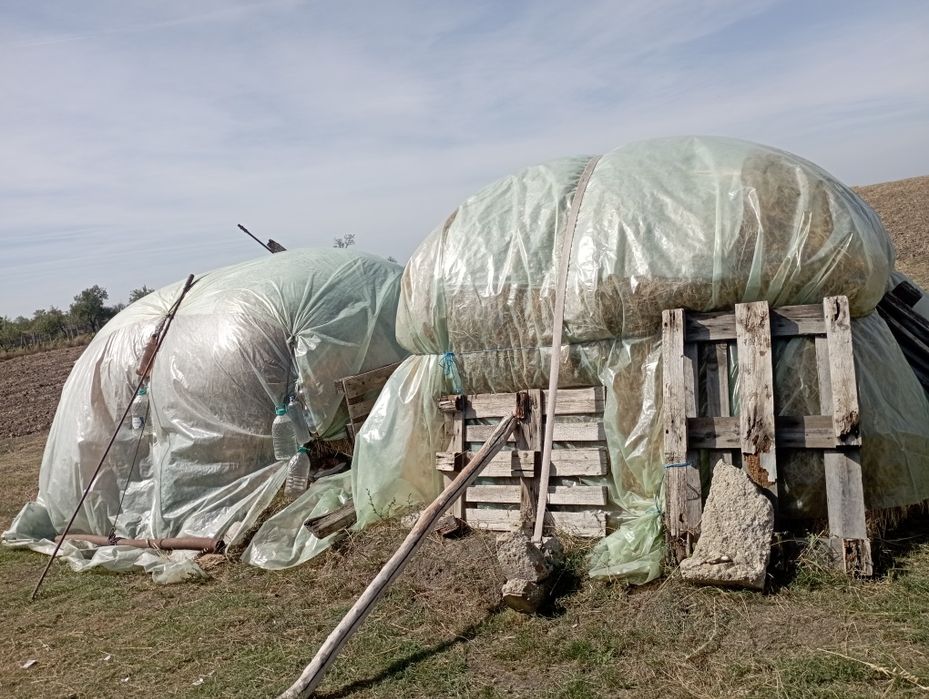 Vând fan și lucerna   sau pe porc  sau o vițică de prăsilă 2 luni