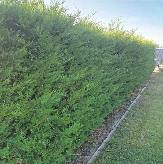 Gard Viu Ligustrum Vulgare Calitate Extra