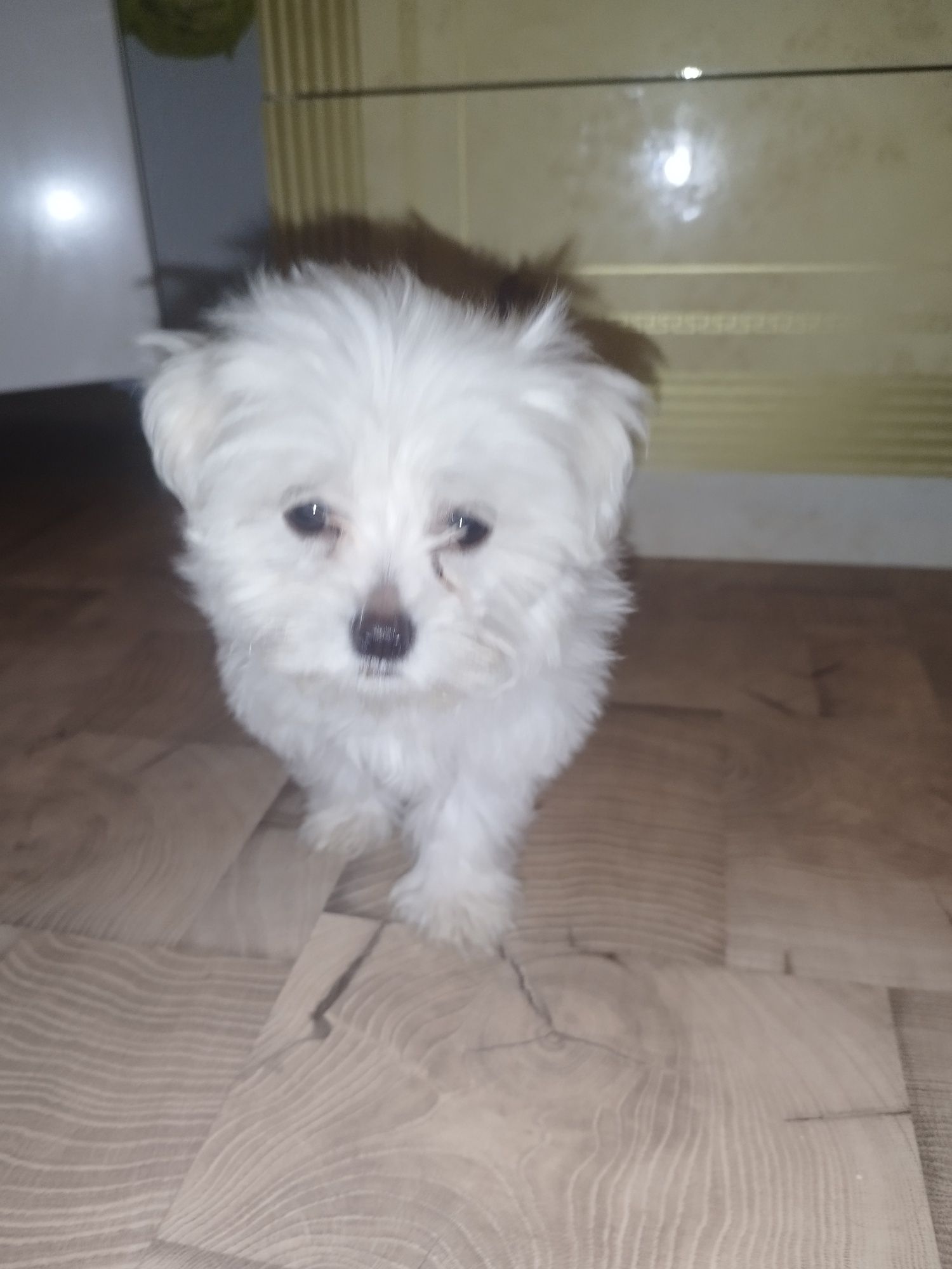 Bichon maltez 8 săptămâni