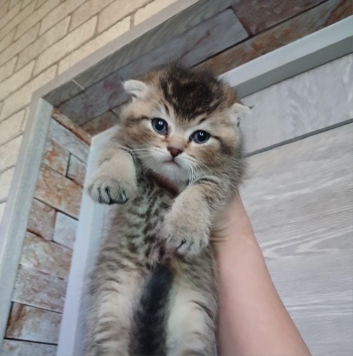 Продаю котят шиншил