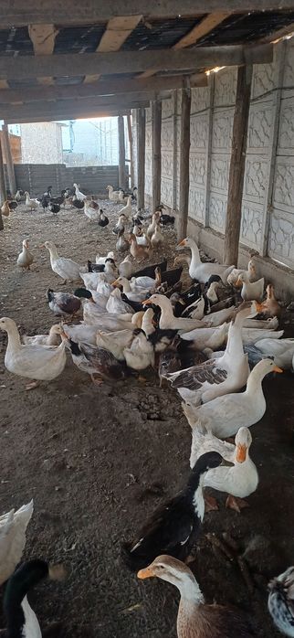 Уйректер сатылады Башкирский , продаётся Башкирский утки