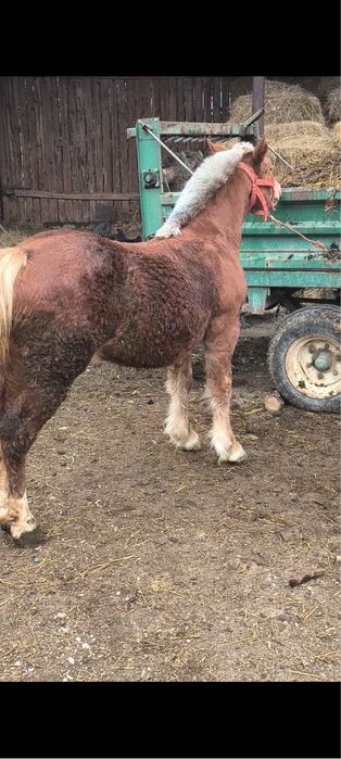 Vand manza de 7 luni