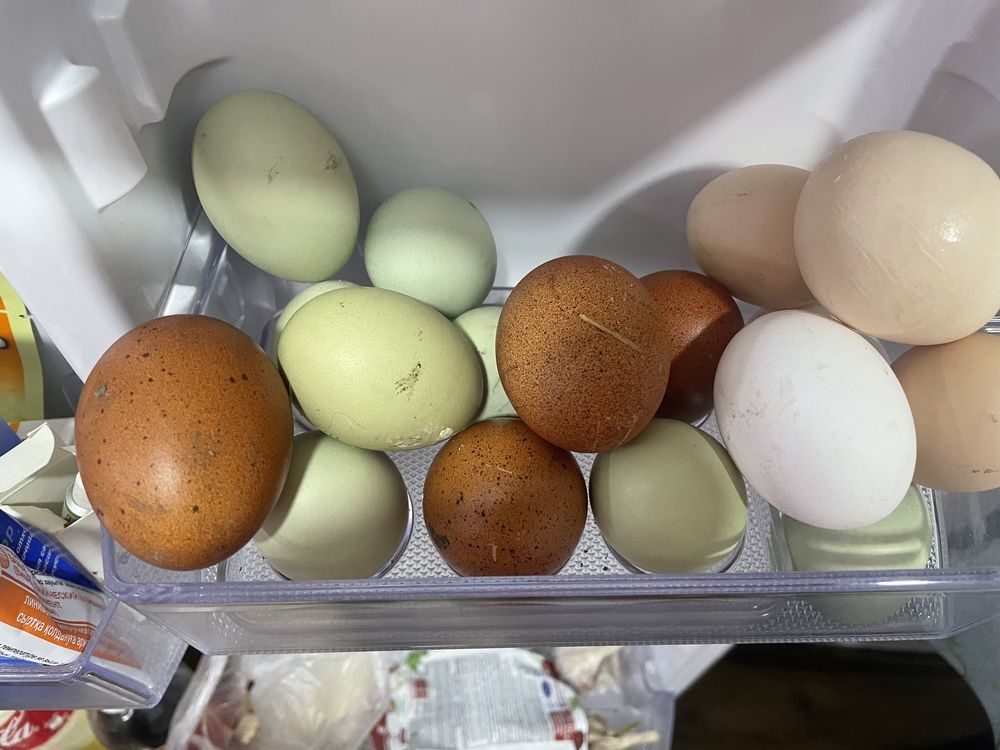 Продам яйца на инкубацию породы Амераукана