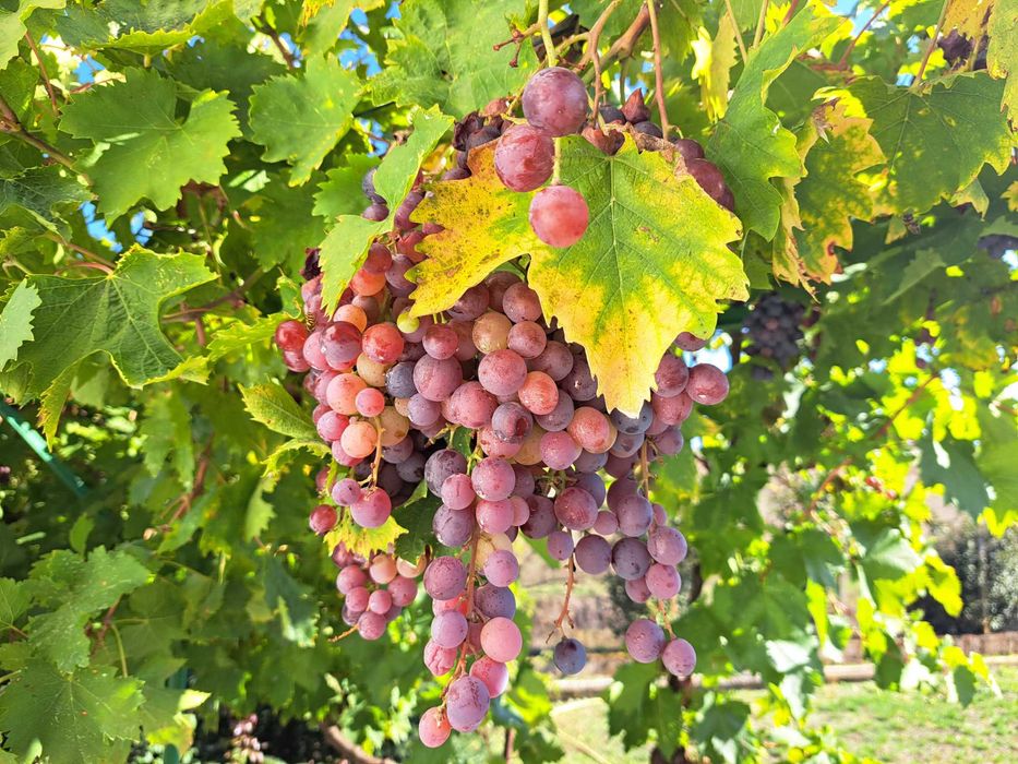 Продавам разработен бизнес за производство и търговия  на главен път