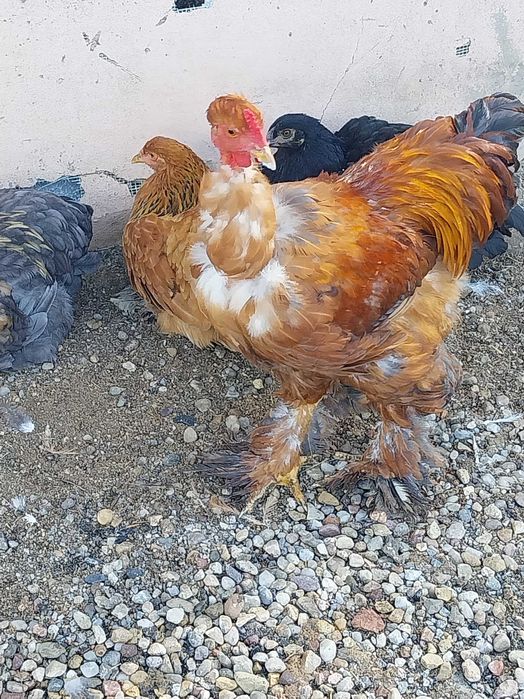 Cocosi de vânzare
