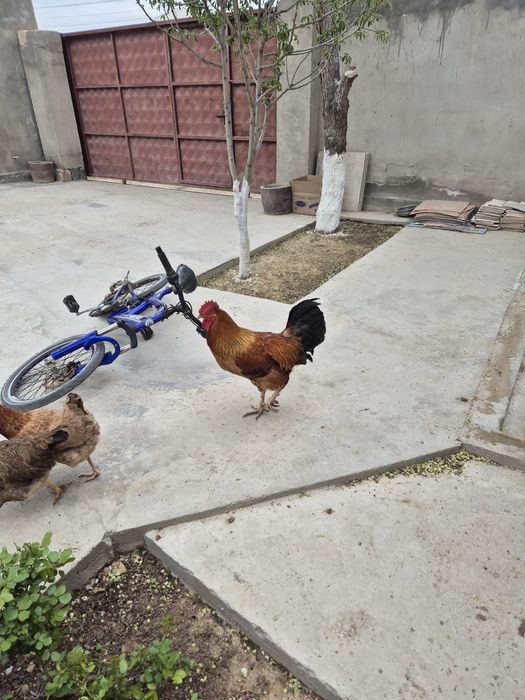 Петух Әтеш продам