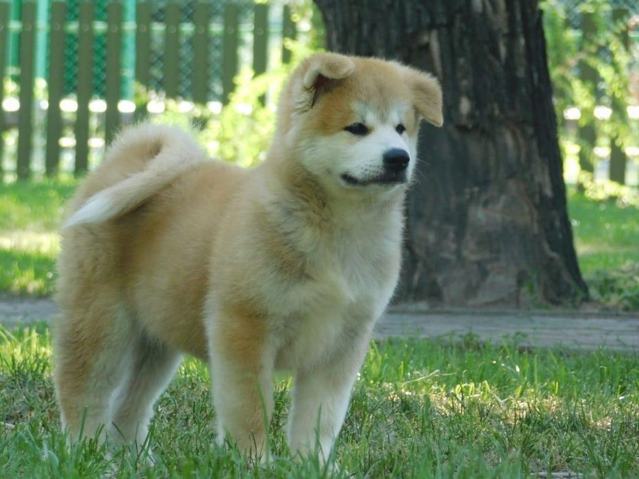 Щенки Японской Акита Ину Хатико