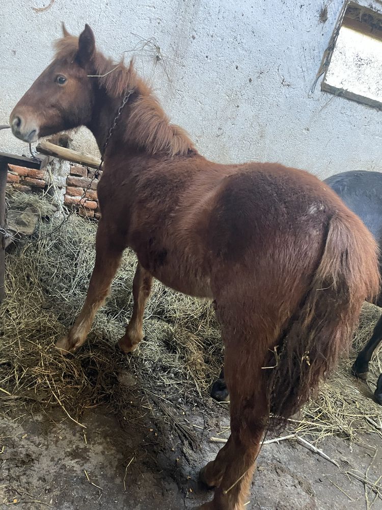 Manze de vanzate mai multe detalii la telefon